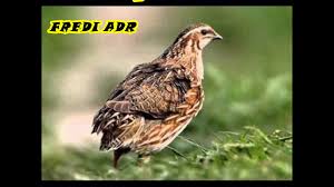 Suara Burung Puyuh Gacor Istimewaa Tanpa Jeda Youtube