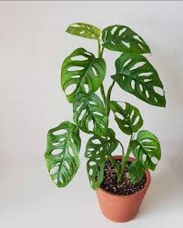 Monstera Adansonii Houseplant Care Guide That Planty Life House Plants House Plant Care Plants