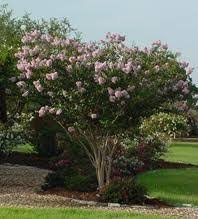 » view all varieties of crepe myrtles. Crape Myrtle Ebony Glow Lagerstroemia Clusters Of Blush Pink Nearly White Blooms With Black Foliage Zone 7