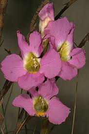 Image result for Harveya alectroides