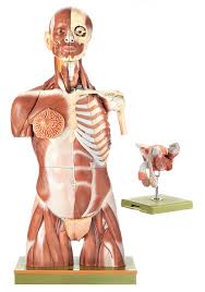 Learn about torso muscles with free interactive flashcards. Muscular Torso With Interchangeable Male And Female Genitalia Muscular Torsos Figures Torsos General Anatomy Anatomical Somso Models Cla Coburger Lehrmittelanstalt