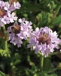 Image result for Barleria rigida