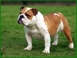 Dilansir dari bored panda dan buzzfeed, berikut 10 foto anjing yang duduk seperti manusia. 15 Jenis Anjing Yang Paling Setia Pada Pemiliknya Daftarhewan Com Bulldog Bulldog Images English Bulldog