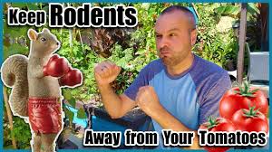 We thought it was a groundhog, but now i am not sure. Keep Rats And Squirrels Out Of Your Tomato Garden Youtube