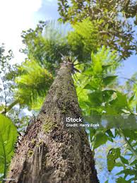 Image result for Cyatheaceae