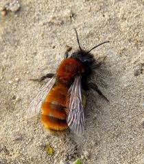 Maybe you would like to learn more about one of these? Tawny Mining Bee Bumblebee Conservation Trust