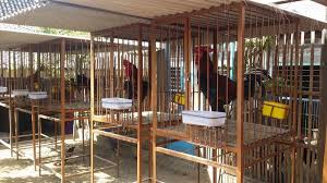 Kandang ini cukup modren dengan bentuknya yang memenuhi standar ukuran kandang ayam bangkok atau ayam aduan. 5 Inilah Contoh Kandang Ayam Pelung Yang Ideal