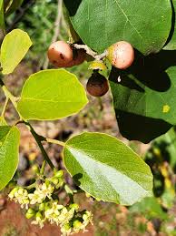 Image result for Cordia myxa