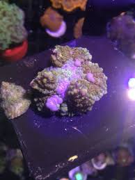 Powerball mushroom for sales and a few other shrooms buyer paid $45 overnight priority shipping charge. Cheep Corals Nj Reef Club
