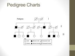 Need to draw family tree? Pedigree Charts The Family Tree Of Genetics Learning Objective I Can Use The Correct Symbols To Put Together A Pedigree Chart I Can Predict A Genotype Ppt Download