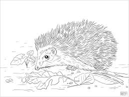 Kids can print coloring pages and color them Realistic Porcupines Coloring Page For Kids Coloringbay