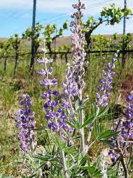 Check spelling or type a new query. Wsu Researcher Talk On Native Plants Insects In Washington Vineyards