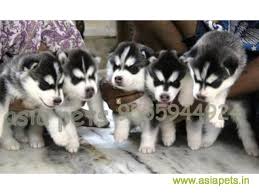 Buy dogs & puppies for sale online from verified dog breeders in india. Siberian Husky Puppy For Sale In Hyderabad At Best Price