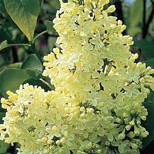 Primrose Lilac Yellow Flowering Shrub Lilac Bushes Lilac Plant