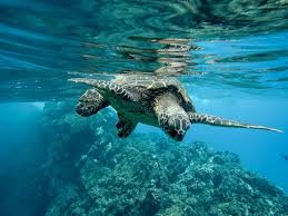 Check spelling or type a new query. Free Photo Turtle Head