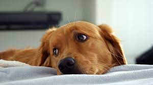 Check spelling or type a new query. 50 Free Dog Wallpaper For Laptop On Wallpapersafari