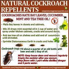 Natural Cockroach Repellents Cockroach Repellent Pest Control Repellents
