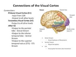 Primary Visual Cortex Part Of The Brain That Helps Identify And Make Sense Of Visual Info From The Eyes Visual Cortex Occipital Occipital Lobe