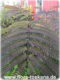 Check spelling or type a new query. Albizia Julibrissin Summer Chocolate Red Leaved Silk Tree Flora Toskana