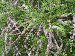 Image result for Buddleja asiatica
