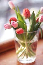 Pin On Floral Essence