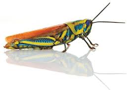 Check spelling or type a new query. Pin On Tipaklong Grasshopper