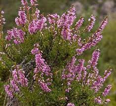 Вереск обыкновенный (calluna vulgaris l.). Veresk Obyknovennyj Opisanie Posadka Na Uchastke Uhod I Bolezni