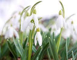 Intriguing Legends On The Symbolism Of The Pristine Snowdrops Gardenerdy Flower Meanings Bulbous Plants Herbaceous Perennials