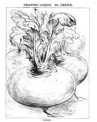 Turnip By Weir Pencil Art Drawings Art Abstract Artwork