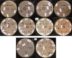 Image result for Discopodium penninervium