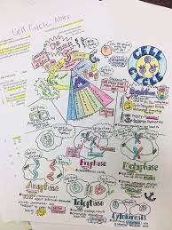 Check spelling or type a new query. A Sample Unit Plan Using Sketch Notes Cellular Molecular Biology Cell Size Chromosomes Cell Cycle Meiosis Edgy Instruction