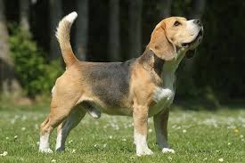 The most intelligent breed with good temperament and wonderful hunting instincts is the beagle.so, you should be wise in choosing a cool and convenient name for this awesome breed. Beagle Dog Breed Information