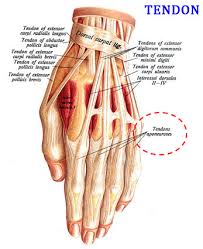 What are the functions of tendons? Difference Between Tendon And Ligament Easy Biology Class