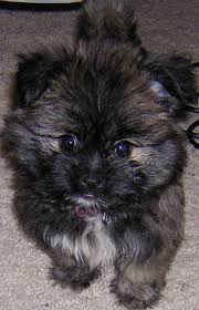 Black And White Maltese Pomeranian Mix Shih Tzu Pomeranian Mix Puppies For Sale Zoe Fans Blog Pomeranian Mix Puppies Puppies For Sale Pomeranian Mix
