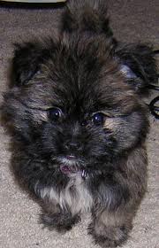 We did not find results for: Black Pomeranian Shih Tzu Mix Online Shopping