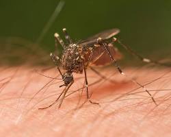 Image of Mosquito