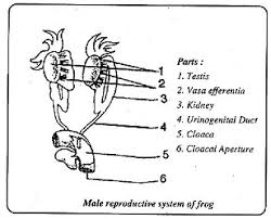 Male Reproductive System Of Frog Biology