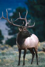 Rocky Mountain Elk Photograph by Phil A. Dotson