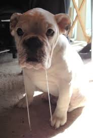 English bulldogs are lovable couch potatoes that are devoted to their owners. Are You Owned By An English Bulldog Here Are 10 Tell Tale Signs