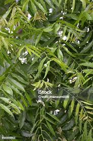 Image result for Azadirachta