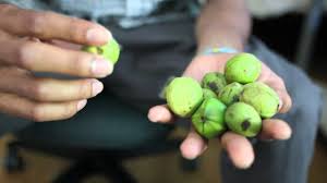 Falling nuts can damage cars, so keep hickory trees away from driveways and streets. Shagbark Hickory Nuts Youtube