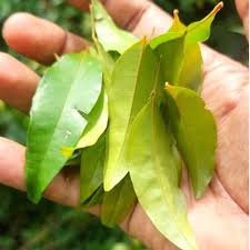 Image result for Olax pentandra