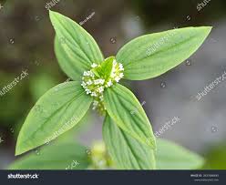 Image result for Spermacoce annua