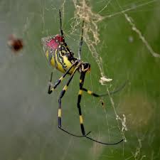 Image result for Arachniodes webbiana