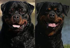 Giant rottweiler puppies for sale near me. Kid Dona Q Rottweiler Puppies For Sale King Rottweilers