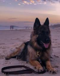 comment eduquer son chien en seulement 15 mins par jour petohaku a pour but de vous donner tou german shepherd photography german sheperd dogs big dog breeds