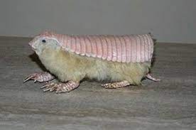 Pink Fairy Armadillo Bizarre Animals Pink Fairy Armadillo Fairy Armadillo