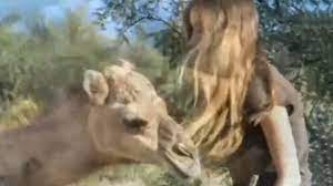 Information about camel in the audioenglish.org dictionary, synonyms and antonyms. My Camel Learning To Cush Youtube