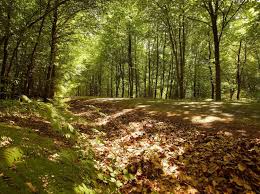 What are the best places for equestrian trails in pays de la loire? The Most Beautiful Forests Of The Pays De La Loire Gavre Mervent Vouvant France Atlantic Loire Valley