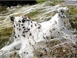 Aussie Spiders Spiders In Australia Animals Beautiful Animals